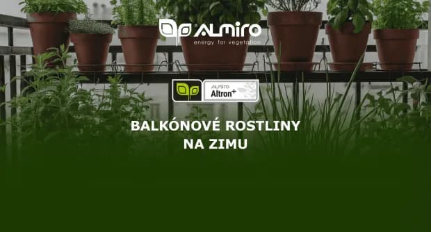 Balkonové rostliny na zimu: komu dopřát kabát, komu postel a komu rozloučení