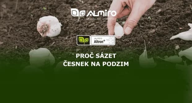 Proč je dobré sázet česnek na podzim? Váš průvodce k bohaté úrodě