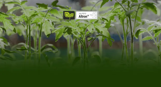 Jak na klíčení výhonků: kompletní průvodce pro začátečníky i pokročilé