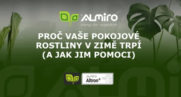Proč vaše pokojové rostliny v zimě trpí (a jak jim pomoci)